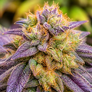 Do Si Dos cannabis strains for sale