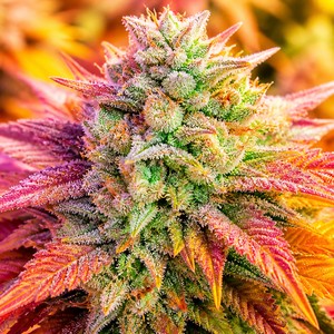 Fruit cannabis strains for sale