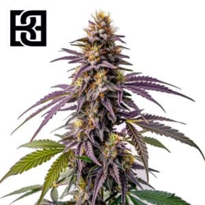 Fruity Pebbles Feminized By Blimburn Seeds Bank