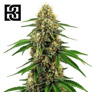 Future #1 Feminized By Blimburn Seeds Bank