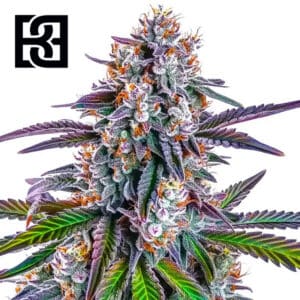 GG Purple Feminized By Blimburn Seeds Bank