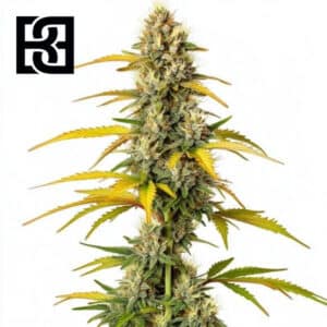 GMO Feminized By Blimburn Seeds Bank