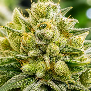 Glue cannabis strains for sale