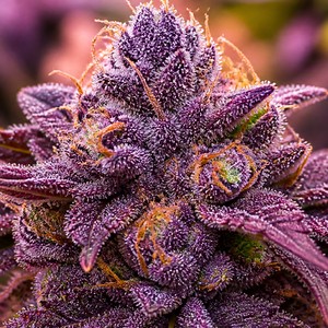 Grape cannabis strains for sale