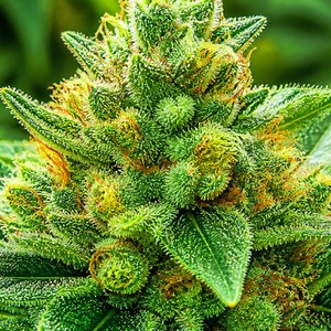 Green cannabis strains for sale