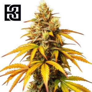 HellFire OG Feminized By Blimburn Seeds Bank