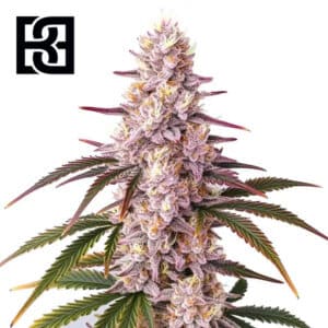 Ice Cream Cake Feminized By Blimburn Seeds Bank