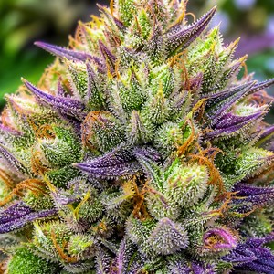 Kush cannabis strains for sale