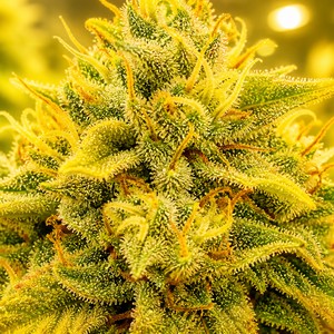 Lemon cannabis strains for sale