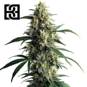 Northern Lights #10 Feminized By Blimburn Seeds Bank