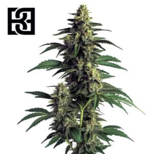 Northern Lights Feminized By Blimburn Seeds Bank