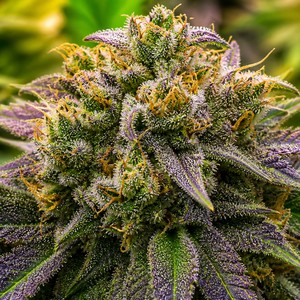 Northern cannabis strains for sale