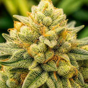 OG cannabis strains for sale
