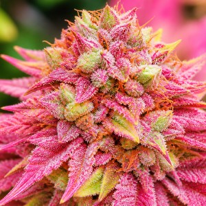Pink cannabis strains for sale