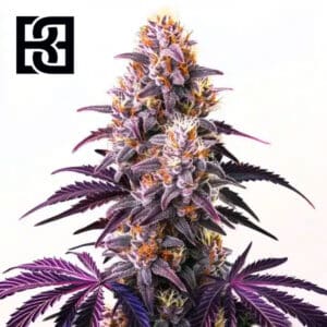 Purple Kush Feminized By Blimburn Seeds Bank