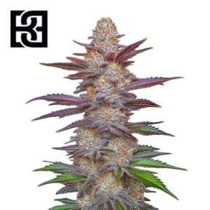 Purple Z OG Lemon Bean Feminized By Blimburn Seeds Bank