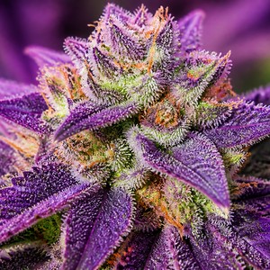 Purple cannabis strains for sale