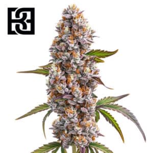 Reeze McFlurry Feminized By Blimburn Seeds Bank