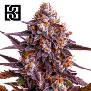 Ricky Bobby Feminized By Blimburn Seeds Bank