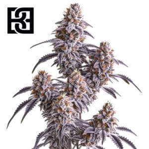 Slurricane Feminized By Blimburn Seeds Bank