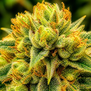 Sour cannabis strains for sale