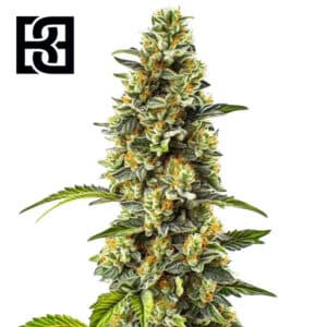 Strawberry Cough Feminized By Blimburn Seeds Bank