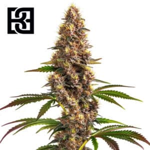Super Boof Feminized By Blimburn Seeds Bank