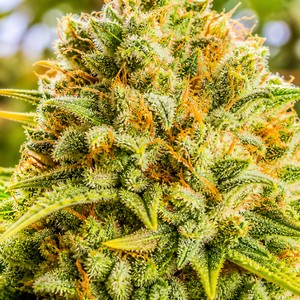 Super cannabis strains for sale