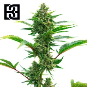 The Toad Feminized By Blimburn Seeds Bank