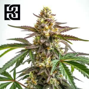 White Truffle Feminized By Blimburn Seeds Bank