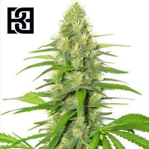 White Widow Feminized By Blimburn Seeds Bank
