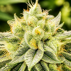 Widow cannabis strains for sale