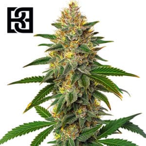 Willie Nelson Feminized By Blimburn Seeds Bank