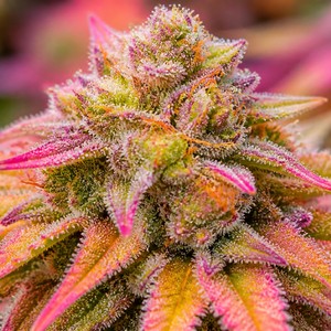 Zkittlez cannabis strains for sale