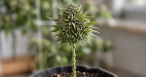 A Guide to Lollipopping Your Cannabis Plant — Kind Seed Co
