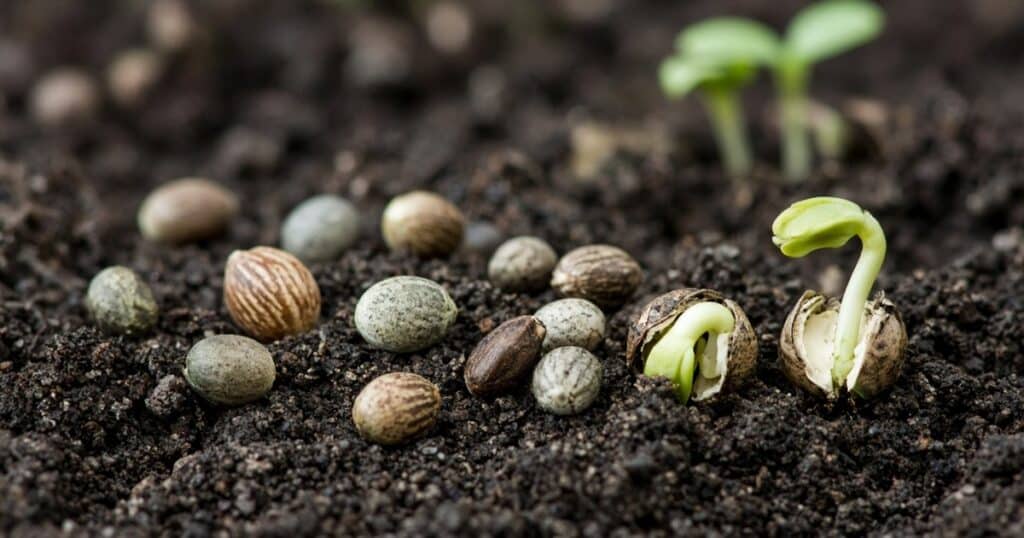 A Guide to Understanding the Basics of F1, F2, and F3 Cannabis Seeds — Kind Seed Co