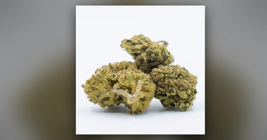 Agent Orange — Kind Seed Co