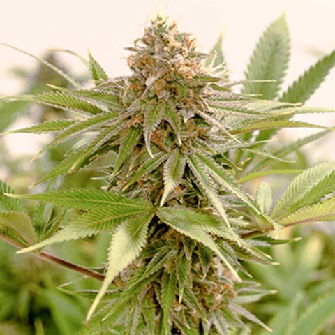 agent orange photo reg cannabis seed pack from Kind Seed Co