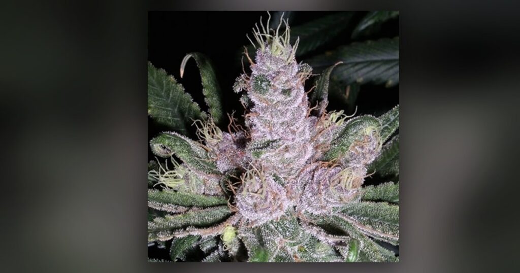 Alaskan Purple — Kind Seed Co