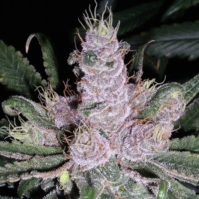 Alaskan Purple photoperiod feminized cannabis seed pack from Kind Seed Co