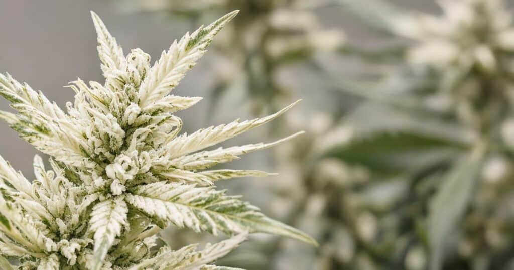 Albino Weed: Does It Exist? — Kind Seed Co