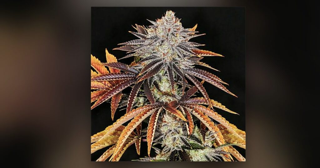 Alien Technology — Kind Seed Co