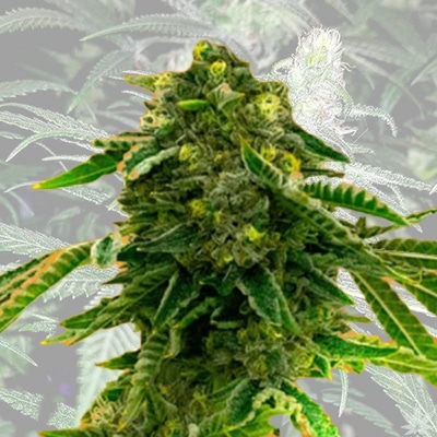 alien technology fast photo fem cannabis seed pack from Kind Seed Co