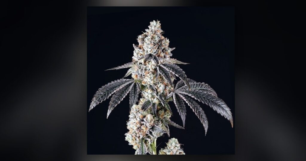 Animal Mints — Kind Seed Co