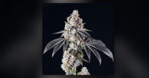 Animal Mints — Kind Seed Co