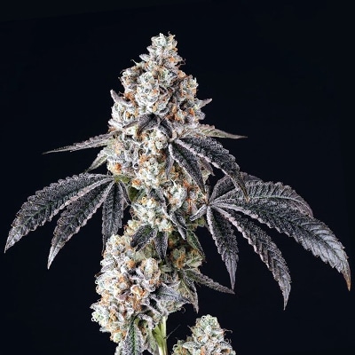 Animal Mints photoperiod feminized cannabis seed pack from Kind Seed Co