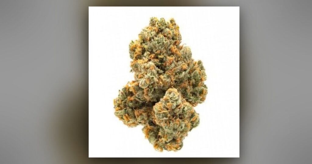 Apple Jack — Kind Seed Co
