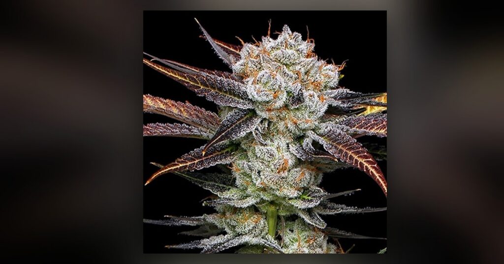 Banana Punch — Kind Seed Co