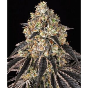 Black Cherry Gushers Feminized By Barney's Farm Usa — Kind Seed Co