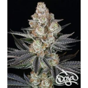 Papaya Frosting Feminized By Barney's Farm Usa — Kind Seed Co
